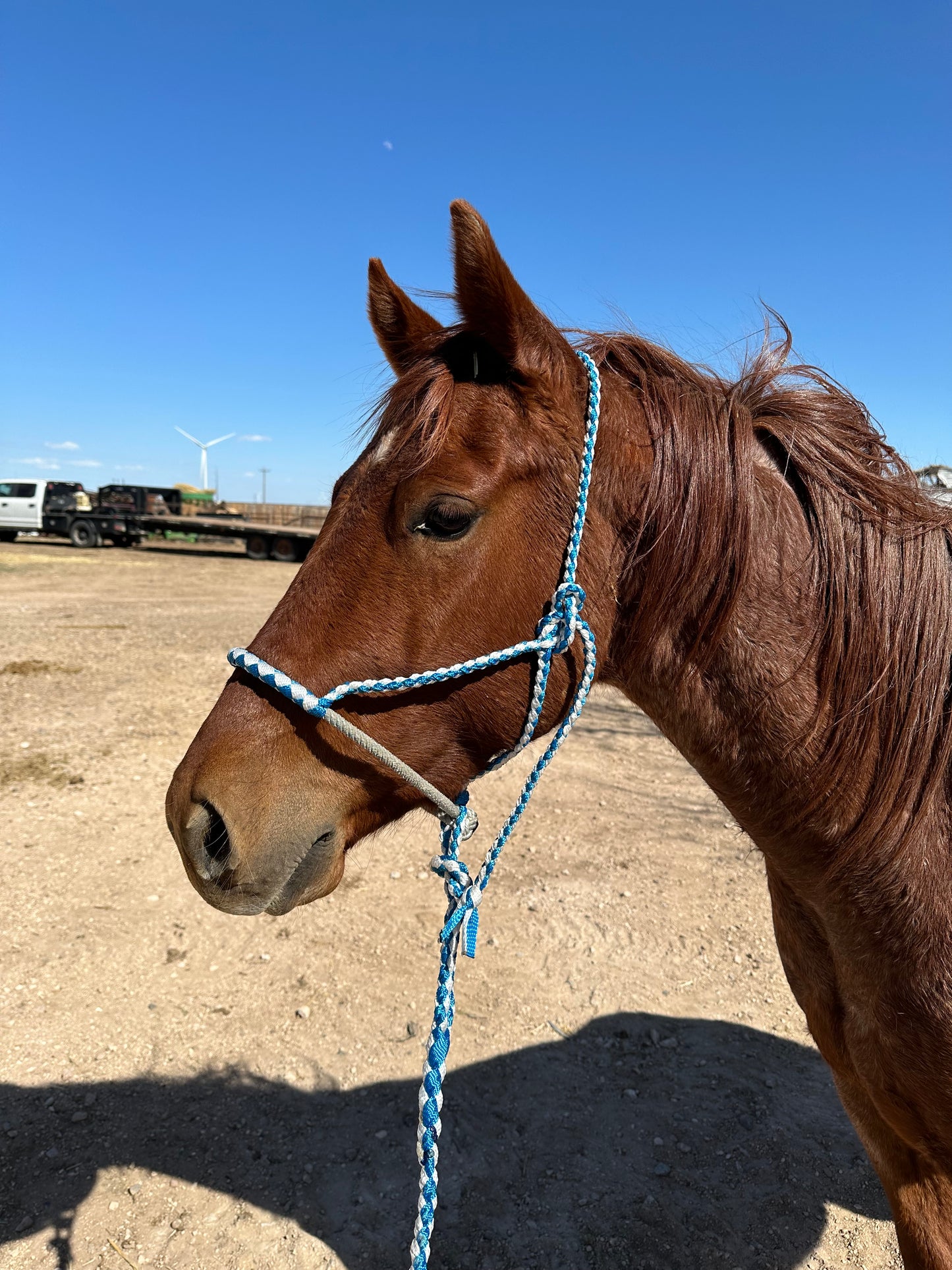 Mule Tape Halters
